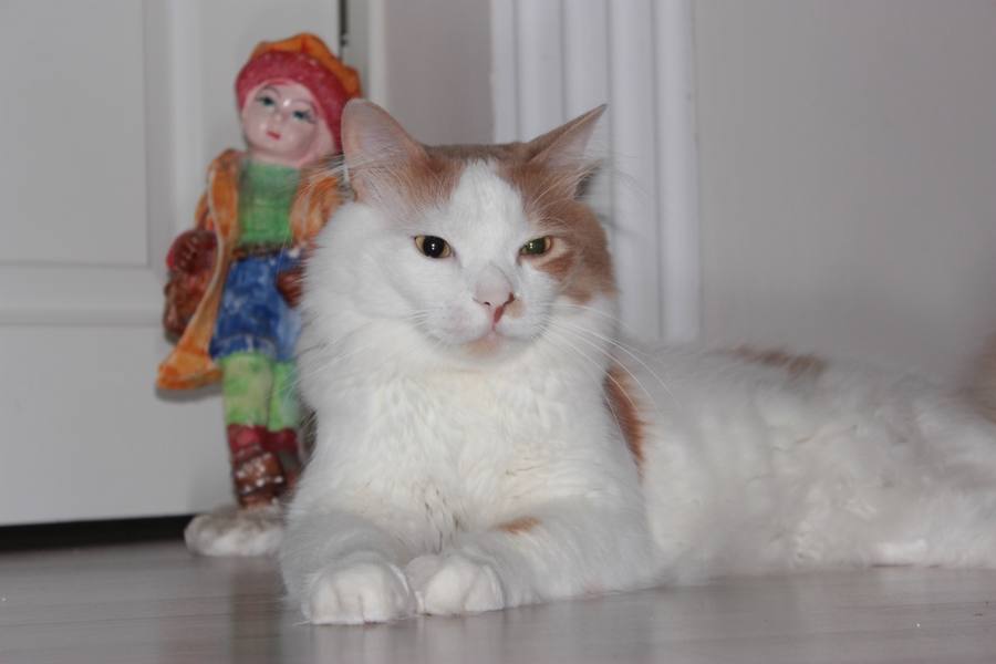 Kuzey Tekiroğlu 3
